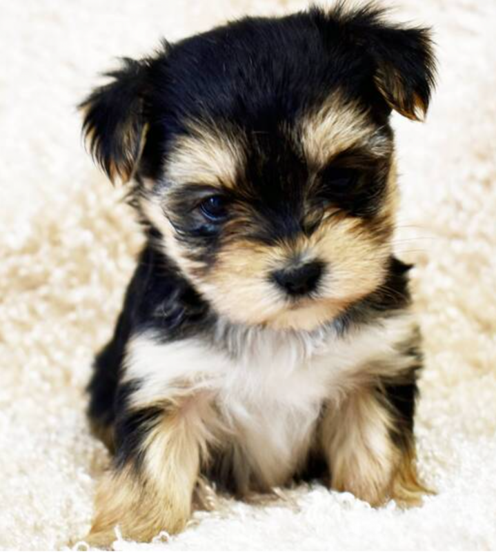 Morkie puppies available Image eClassifieds4u