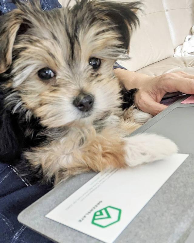 Morkie puppies for adoption Image eClassifieds4u
