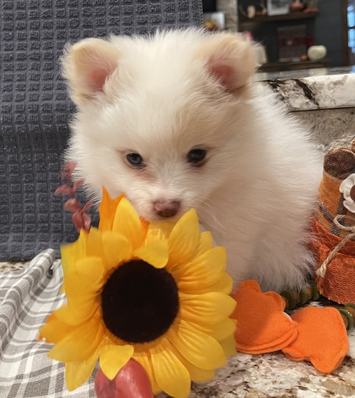 Pomeranian puppies now text us (onellabetilla@gmail.com) Image eClassifieds4u