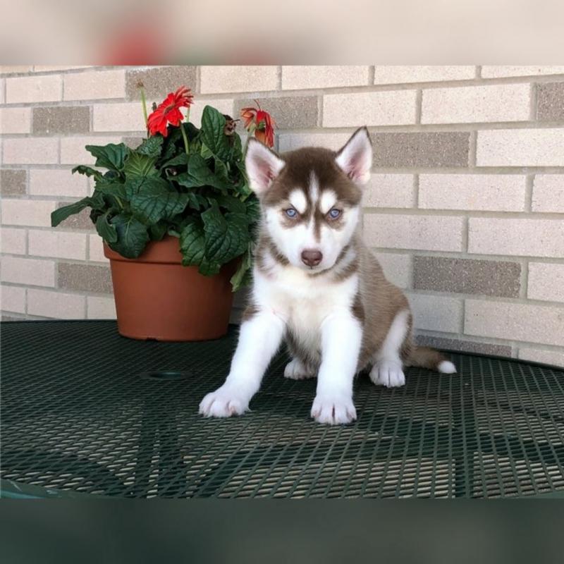 Siberian Husky Puppies - Updated On All Shots Available For Rehoming Image eClassifieds4u