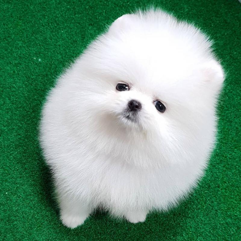 Teacup Pomeranian puppies both males and females available Contact lovelypomeranian155@gmail.com Image eClassifieds4u