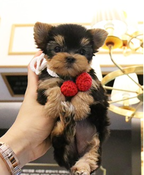 Teacup Yorkie puppies Image eClassifieds4u