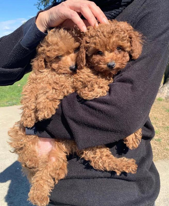 Toy Poodle puppies both males and females available. Contact : kaileynarinder31@gmail.com Image eClassifieds4u