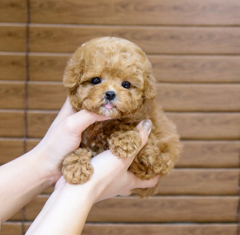 Toy Poodle puppies for rehoming Image eClassifieds4u