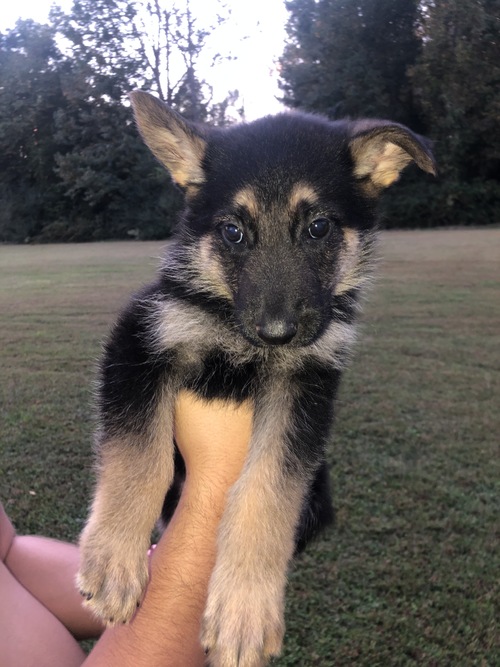 We have a male & a female German Shepherd puppies for adoption text us (onellabetilla@gmail.com) Image eClassifieds4u