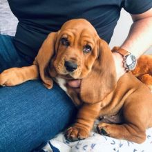 Beautiful Basset Hound Puppies ready for adoption