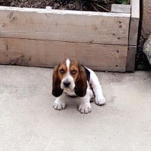 Beautiful Basset Hound Puppies ready for adoption