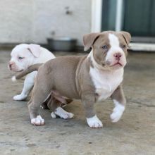 Pitbull puppies for adoption (jespalink@gmail.com)
