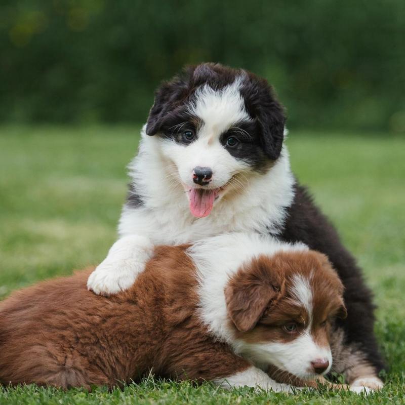Cute and adorable Australian shepherd puppies available for adoption (lesliekind9@gmail.com) Image eClassifieds4u