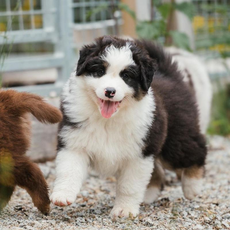 Cute and adorable Australian shepherd puppies available for adoption (lesliekind9@gmail.com) Image eClassifieds4u
