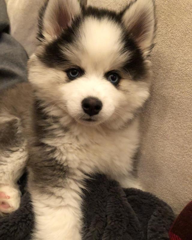 CUTE POMSKY PUPPIES FOR ADOPTION. (danconimannche@gmail.com) Image eClassifieds4u