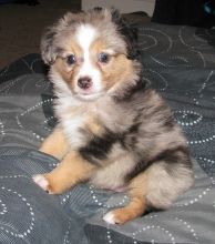 Fantastic Male Female Australian Spehered Puppies Now Ready For Adoption Image eClassifieds4U