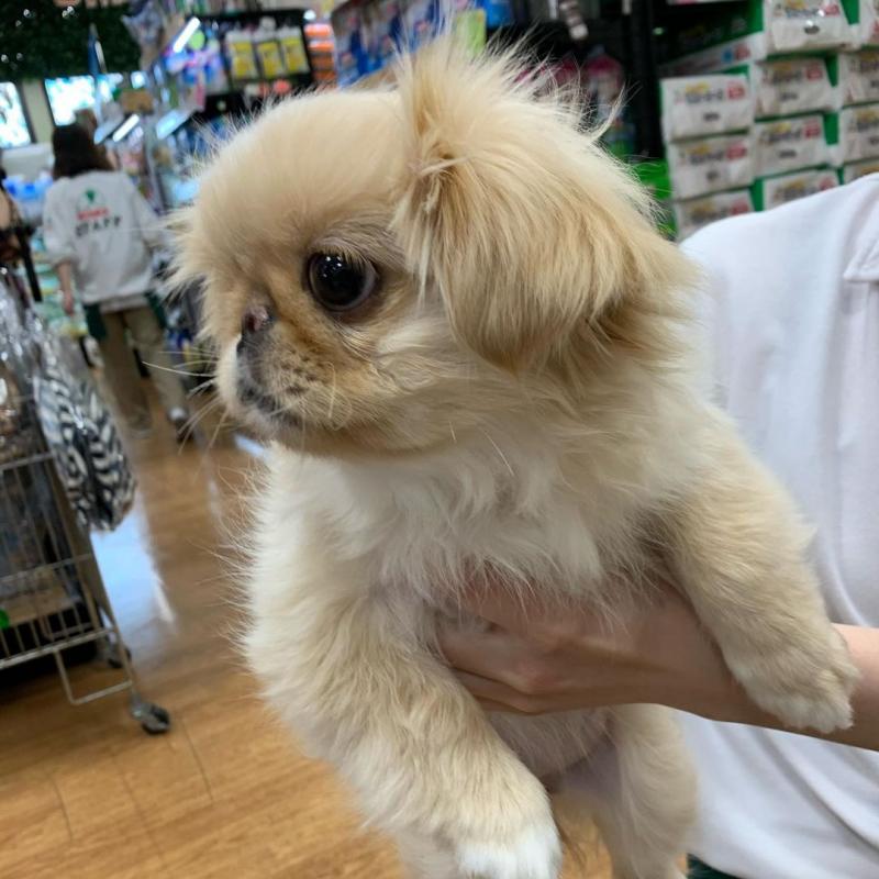PEKINGESE puppies for adoption (egansella@gmail.com) Image eClassifieds4u