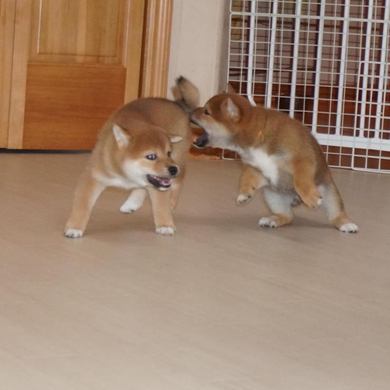 SHIBA INU PUPPIES FOR ADOPTION (dawnklee76@gmail.com) Image eClassifieds4u
