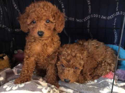 Sweet Lovely Teacup Toy Poodle Puppies For Adoption Image eClassifieds4u