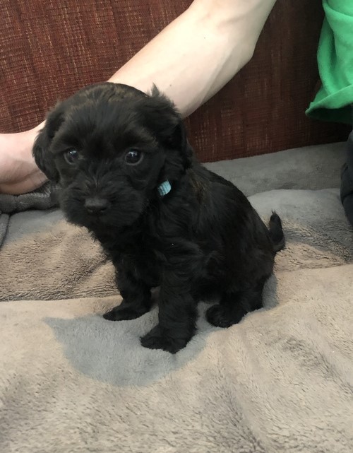 Tenacious Labradoodle Puppies For Adoption Image eClassifieds4u