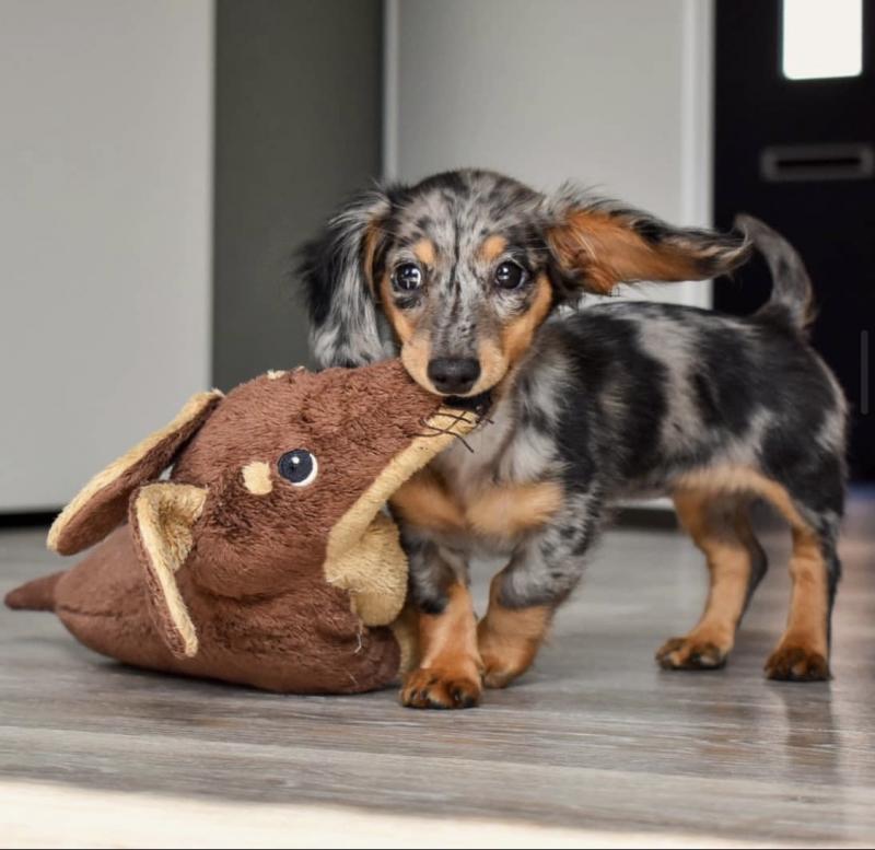 Smooth coat Dachshund Puppies available Image eClassifieds4u