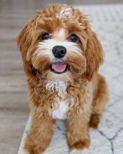 Beautiful Cavapoo Puppies! READY NOW!