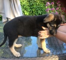 German Shepherd puppies for free