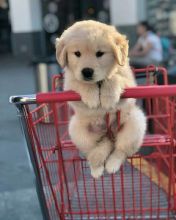 Adorable Golden Retriever Puppies Available