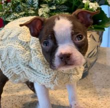 Boston Terrier puppies ready