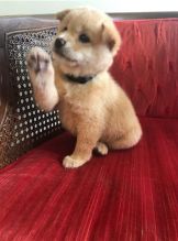 C.K.C MALE AND FEMALE SHIBA INU PUPPIES AVAILABLE