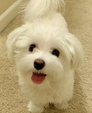 female and male maltese puppies for adoption