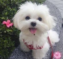 female and male maltese puppies for adoption