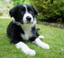 Healthy Border Collie Puppies