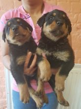 Healthy Male and female Rottweiler puppies for Adoption