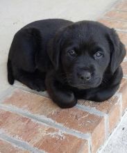 labrador puppies for adoption