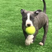 two adorable male and female pit bull puppies that need good homes.