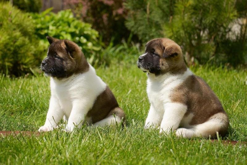 Akita Puppies Looking For New Homes Image eClassifieds4u