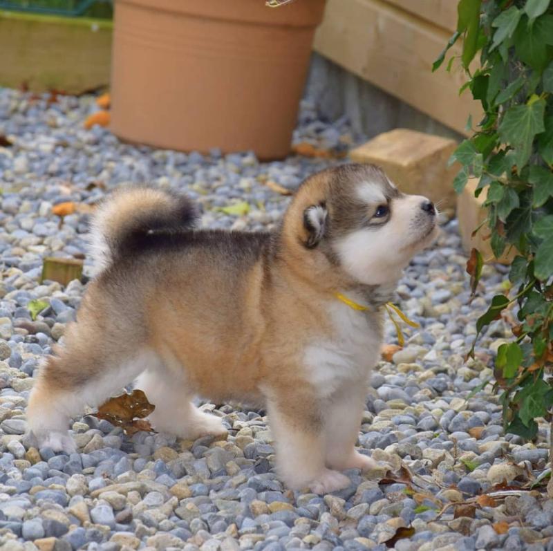 Alaskan Malamute Puppies,Ckc Reg. Image eClassifieds4u