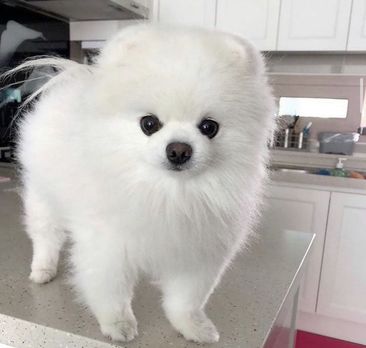 female pomeranian puppies for adoption Image eClassifieds4u