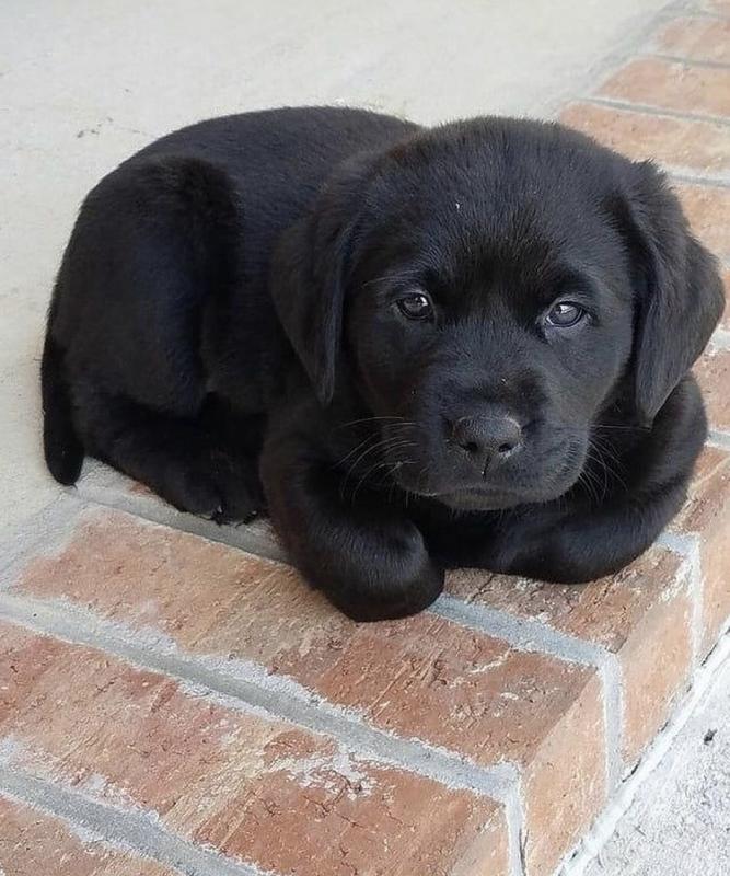 labrador puppies for adoption Image eClassifieds4u