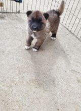Adorable Akita Puppies For Adoption Image eClassifieds4u 1