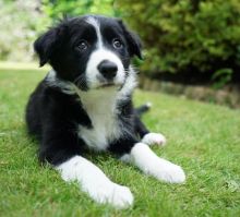 Australian Shepherd Puppies for Rehoming Image eClassifieds4U