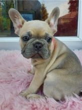 Gorgeous Full Pedigree French Bulldog Pups for Adoption Image eClassifieds4u 1