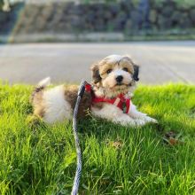 HAVANESE PUPPIES FOR ADOPTION Image eClassifieds4U