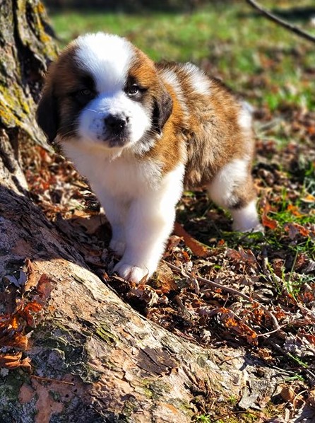 Remarkable Saint Bernard Puppies Available Image eClassifieds4u
