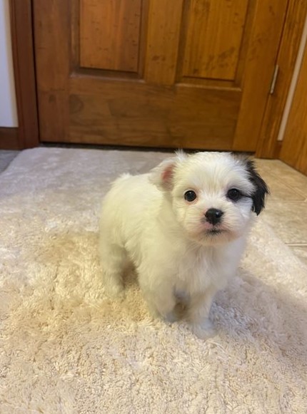 Temperate Japanese Chin Puppies For Adoption Image eClassifieds4u