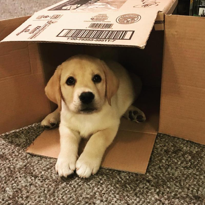 Wonderful Labrador Retrievers puppies available Image eClassifieds4u