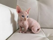 Beautiful Sphynx Kittens, Hurry Up!! Only 2 Still Available