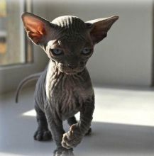 outstanding sphynx kittens for re-homing