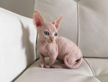 Potty trained Sphynx Kittens