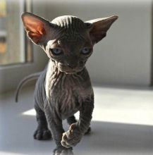 Beautiful Sphynx Kittens, Hurry Up!! Only 2 Still Available Image eClassifieds4u 2