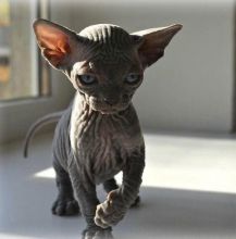 outstanding sphynx kittens for re-homing Image eClassifieds4u 1