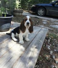female and male basset hound puppies for adoption