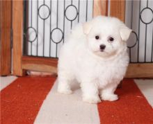 female and male maltese puppies for adoption